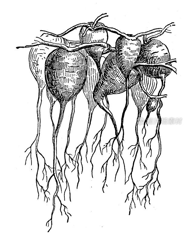 古董插图:Jalap, Ipomoea purga(根)